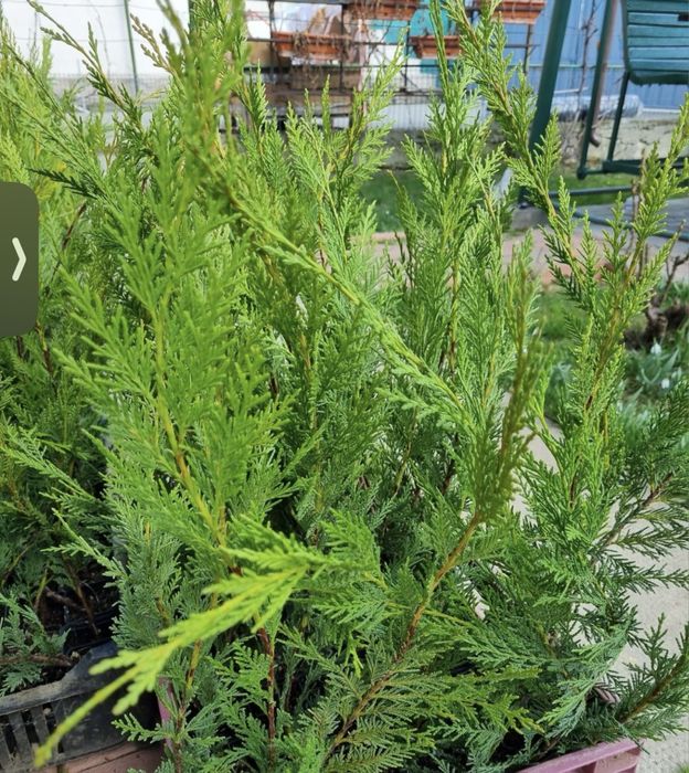 Vindem Catlpa , diferite plante ornamentale  Livrare gratuita
