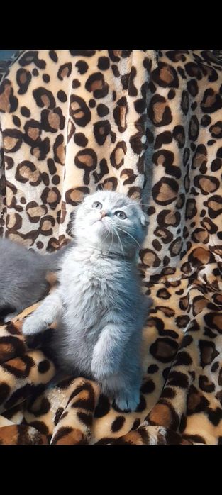Шотландские котята
