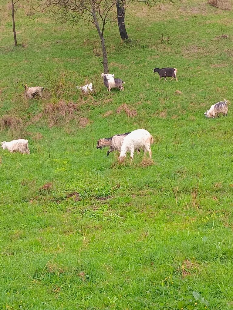 Vand capre cu iezi si sterpe