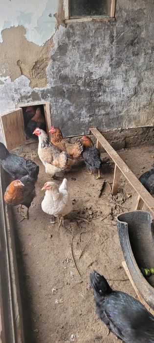 Әтеш сатылады. Продам петуха