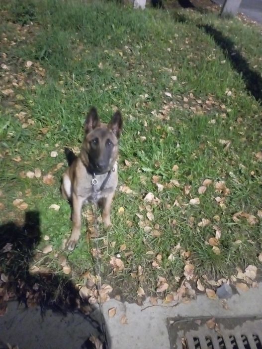 Чистакровни белгиски  авчарка