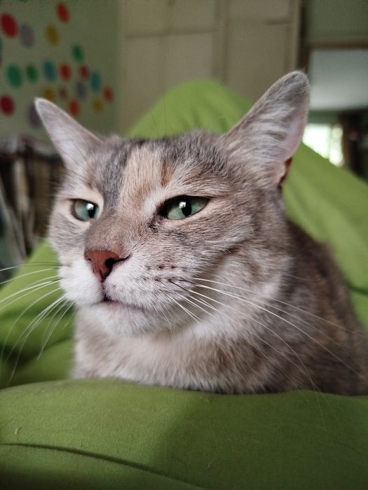 Кошку 1,5 годиков стерилизованная с лотком