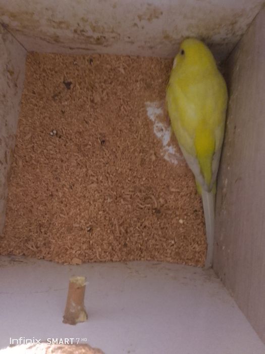 Тутикушлар сотилади. Валери бн 800 минг. Валерсиз 400 минг