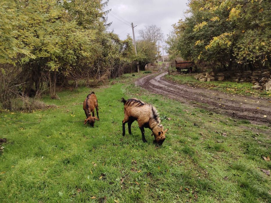 Френски алпин 1,5г
