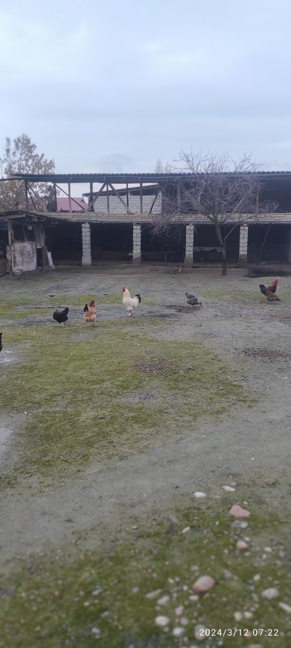 Yer sotladi 5 sotik