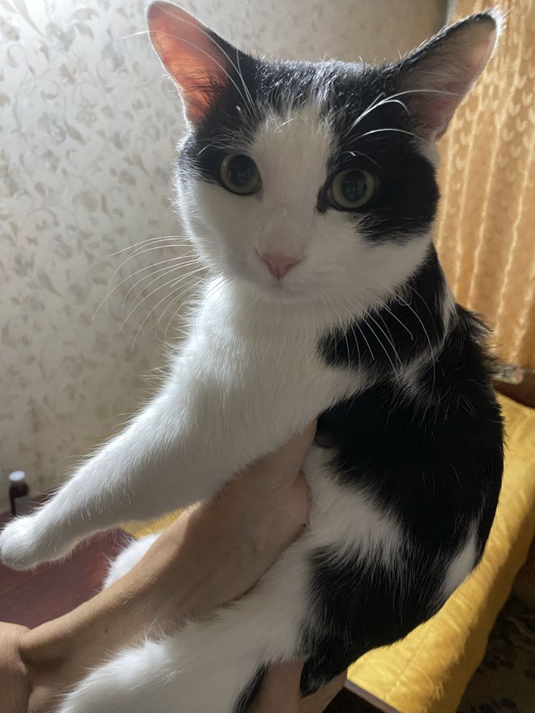 Кот в добрые руки