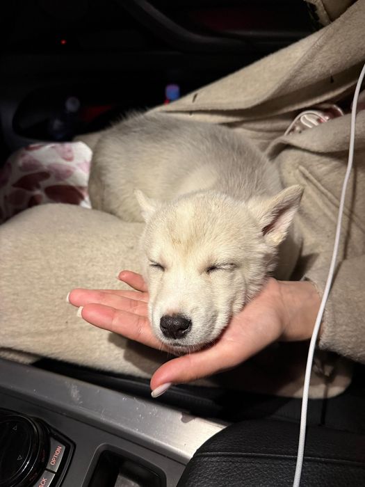 Нашли щенка ХАСКИ