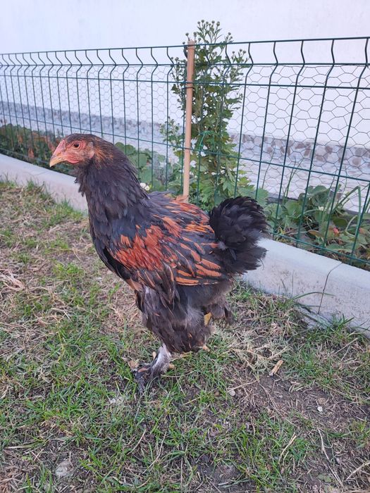Pereche brahma gold laced- cocos + puica