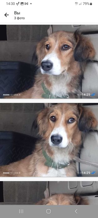 Найдена собака в районе мерн Нур Алатау, ул Булбул 26,