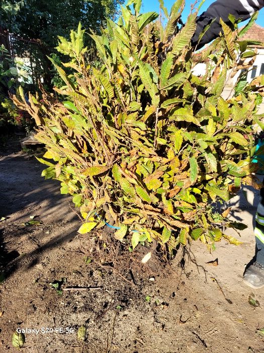 Castani comestibili diverse dimensiuni. Mesteacan-2m livrare ro