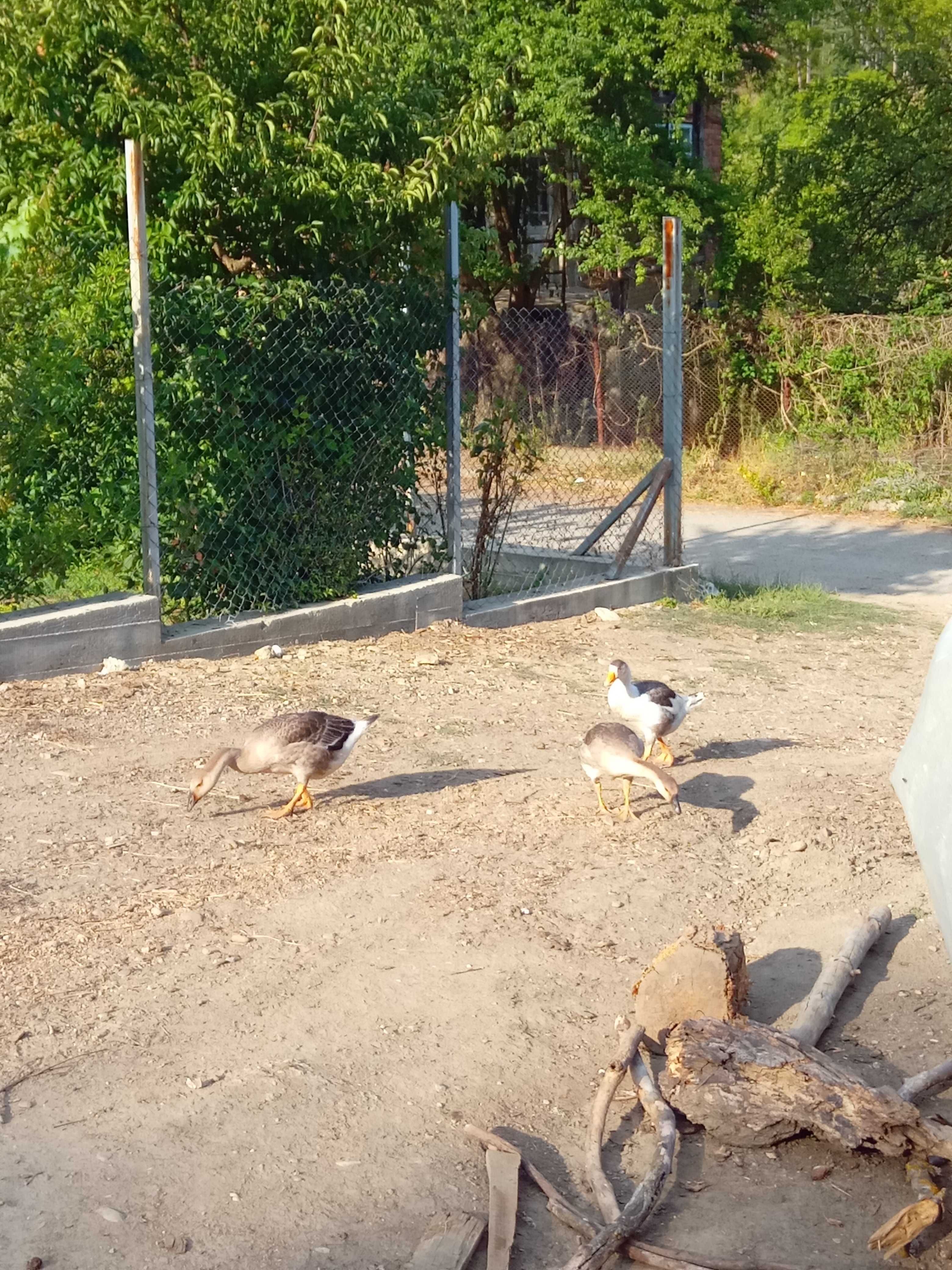 Продавам гъски..