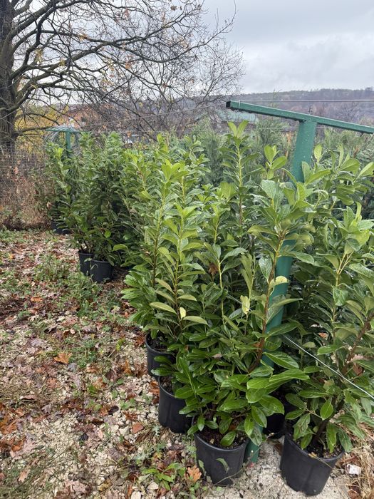 Vand prunus laurocerasus(laur englezesc)