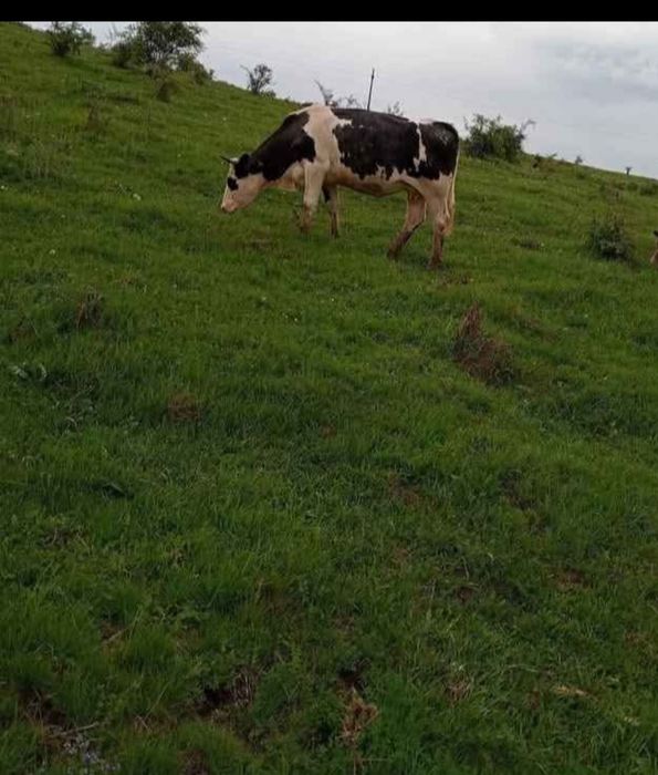 Vând Vacă cu vițea de 3 luni