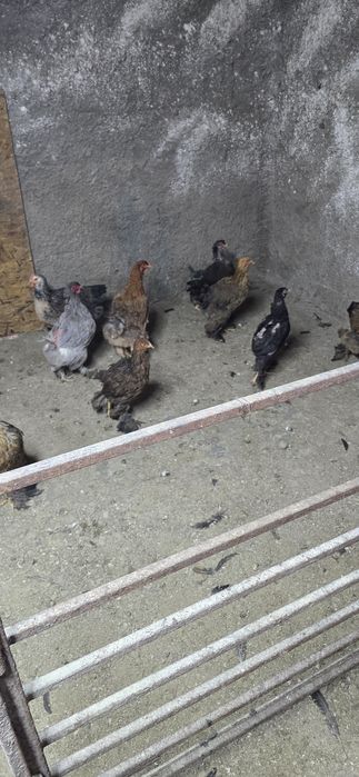 gaini încălțate tip brahma