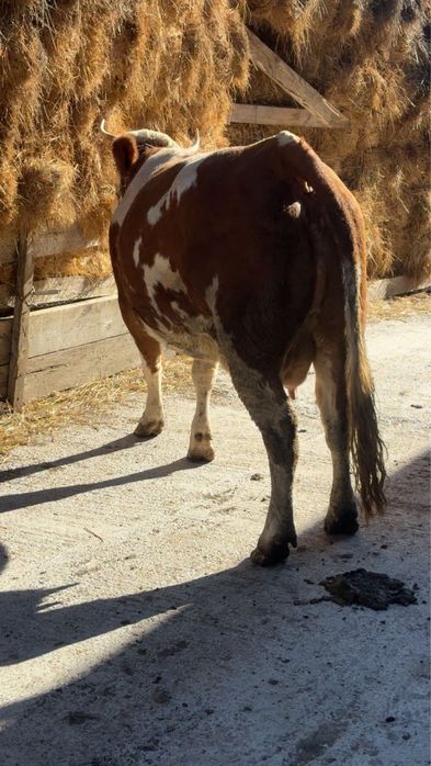 Vacă de vanzare   pentru detali si prtet la nr de telefon