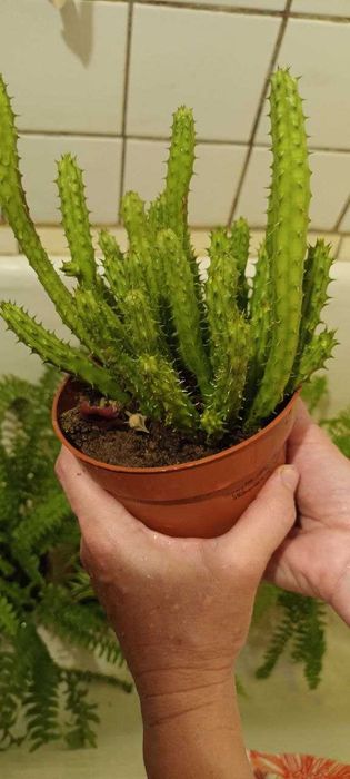 Кактус комнатный цветок