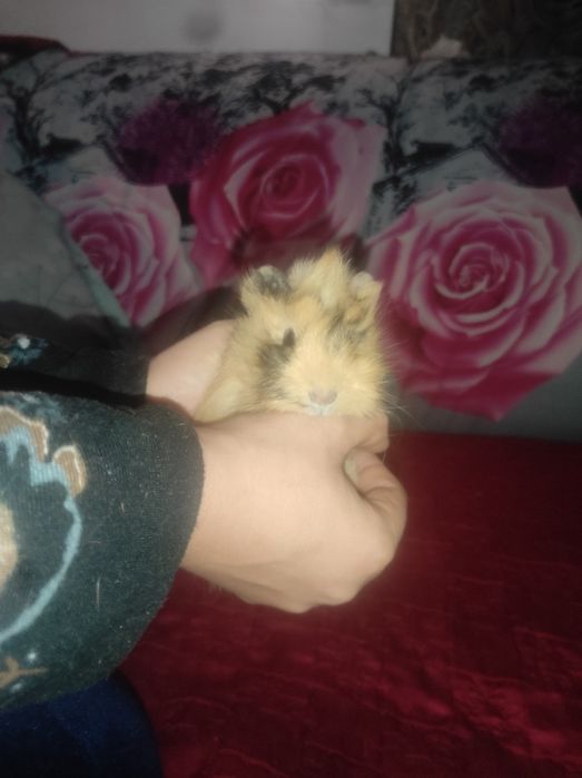 Продам морскую свинку