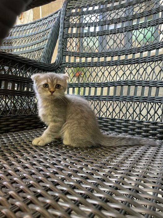 Scottish fold серебристый табби