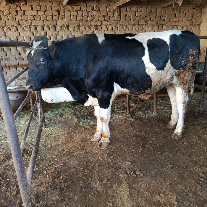 Сотилади. Нархи 45 миллион.