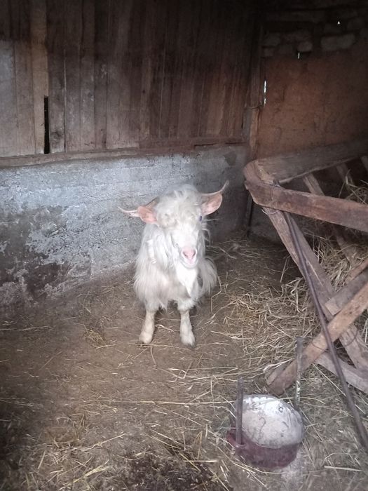 Vând țap în Craiova,Leu