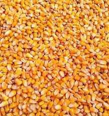 vind porumb boabe rec.2025