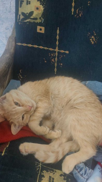 Ласковые котята в добрые руки