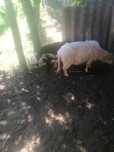 De vânzare animale
