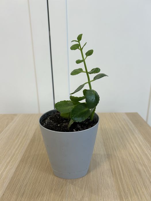 Каланхоэ комнатные цветы