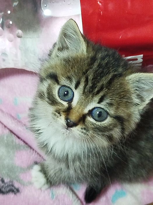 Котёнок ищет дом