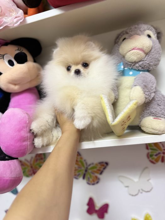 Femela pomeranian fci pedigree