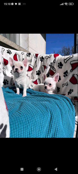 Свободни чихуахуа