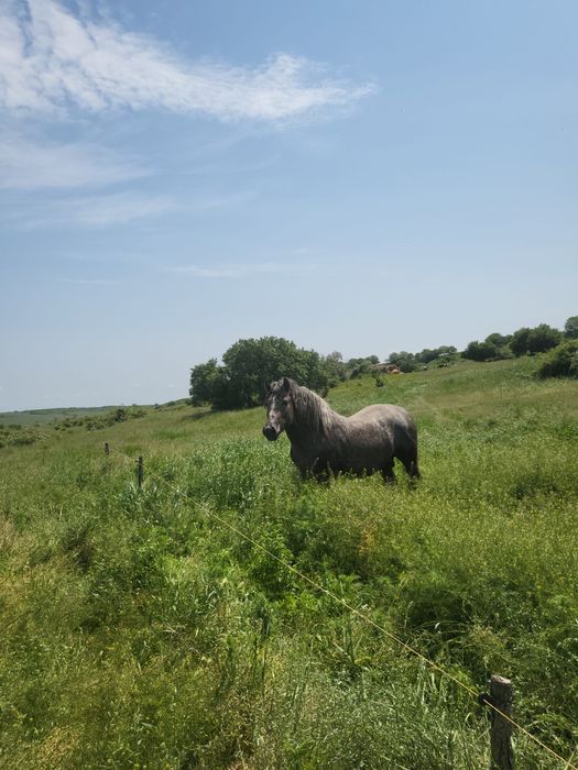 Vând mânz semigreu