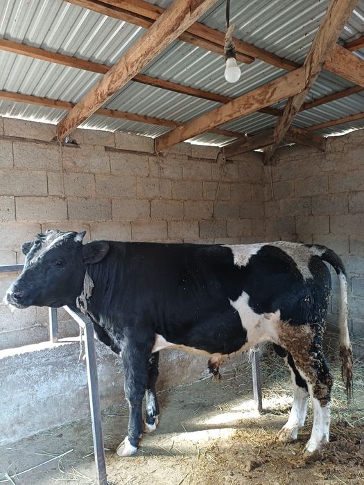 Бұқа сатылады...