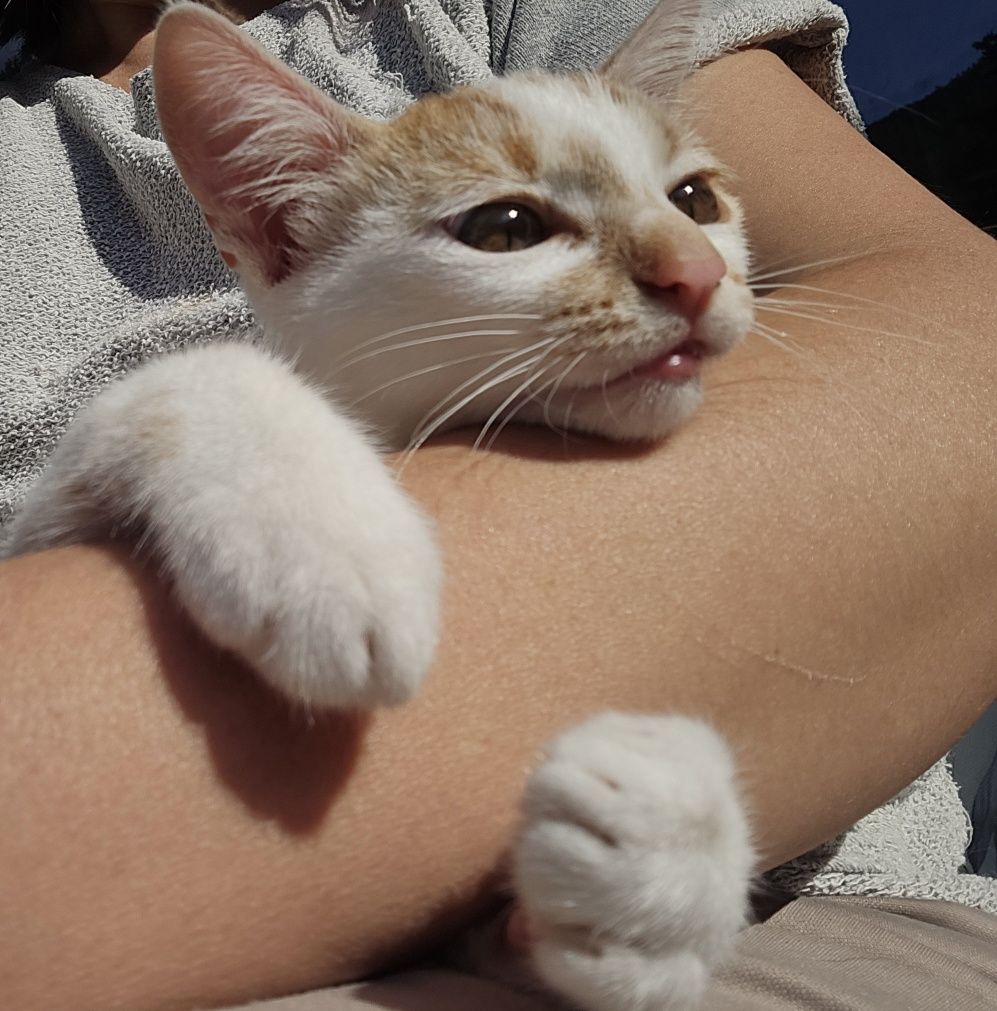 Коте на 3м. търси дом