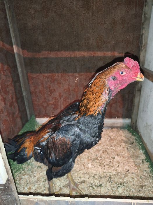 В продаже петухи бойцовые