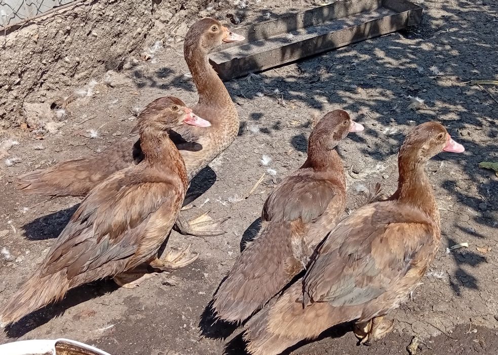 Boboci de rata leșească ciocolaterii