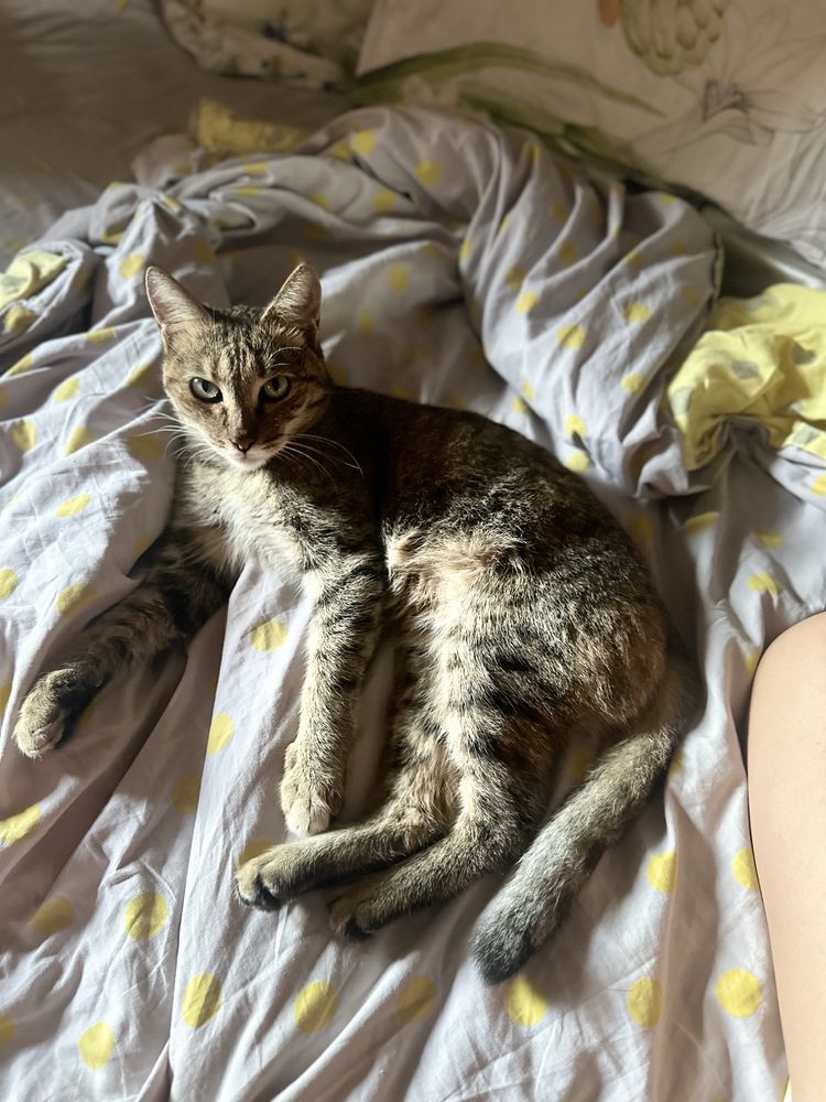 Кошка взрослая !