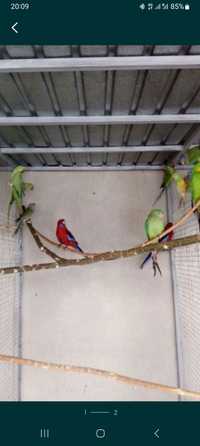 Сливоголовые и ожереловые попугаи