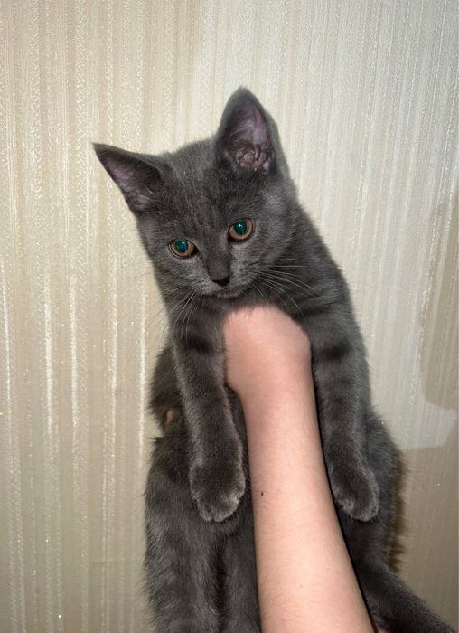 пародистые котята