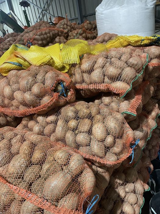 Cartofi consum,belarosa,captiva,arizona