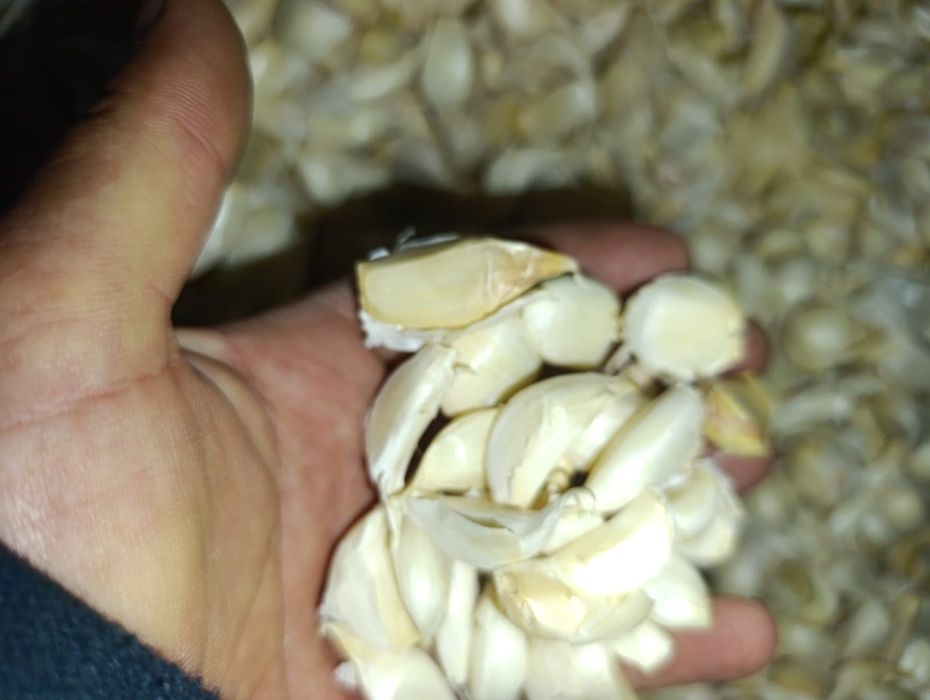 Vând usturoi desfăcut