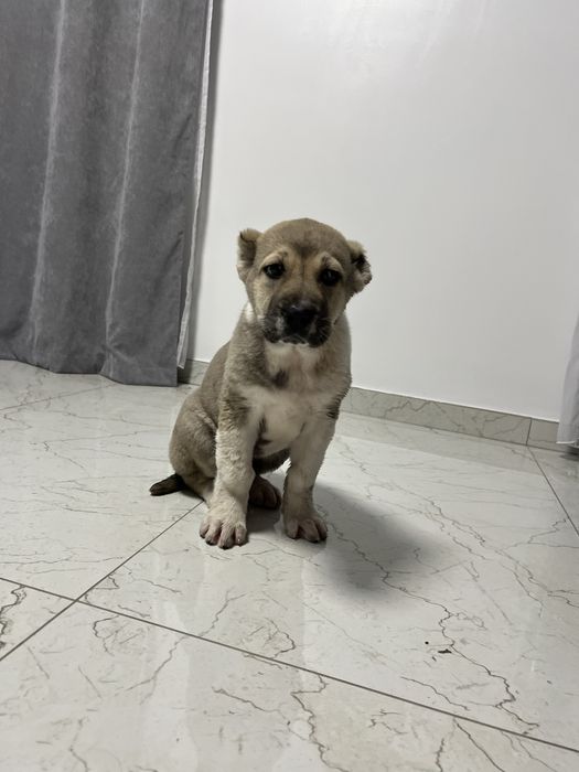 Ciobanesc asia centrala