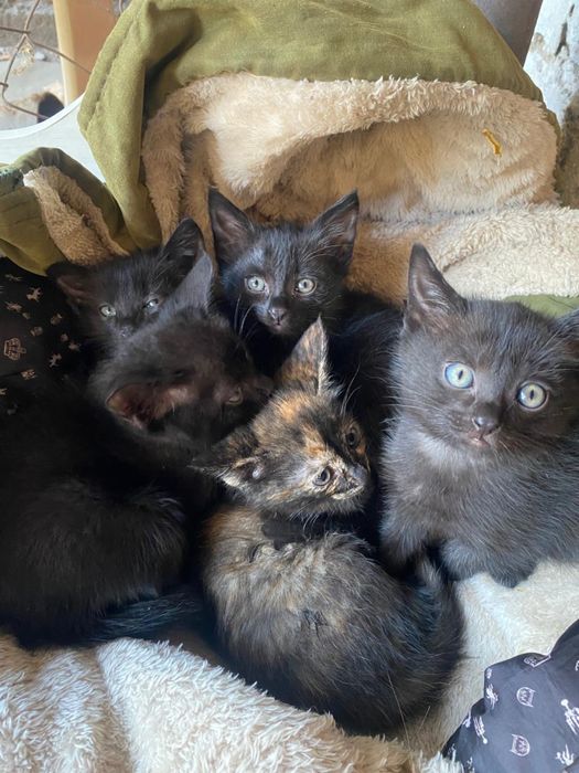 Отдадим котят, в