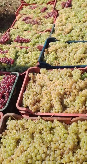 Struguri de pentru vin