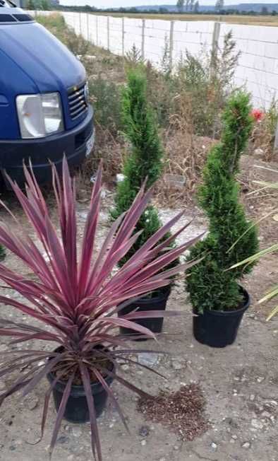 Plante Ornamentale