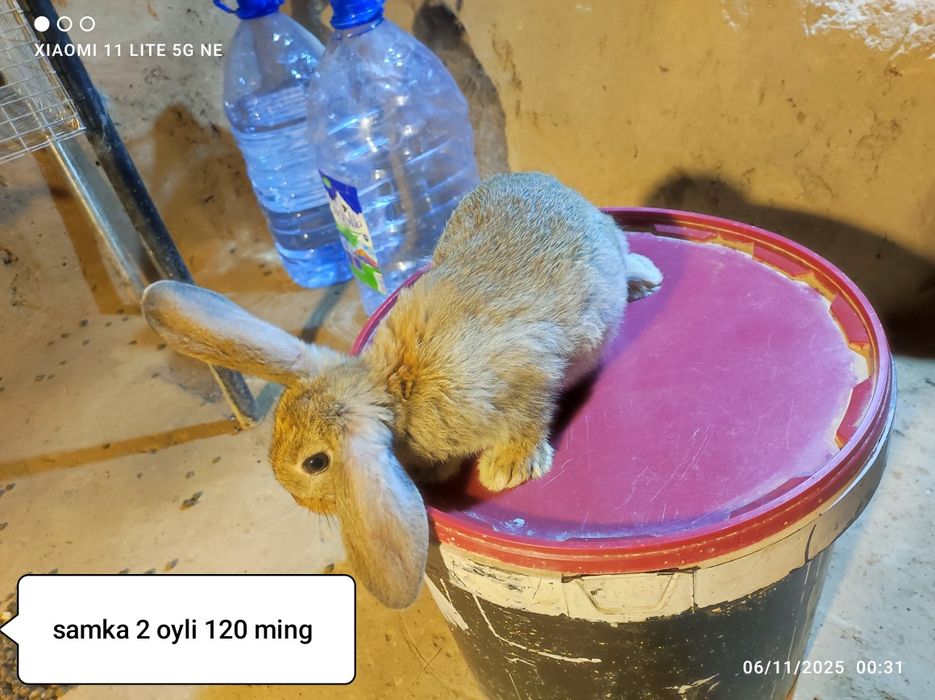 Gibrid quyonlar sotiladi 2 oylik