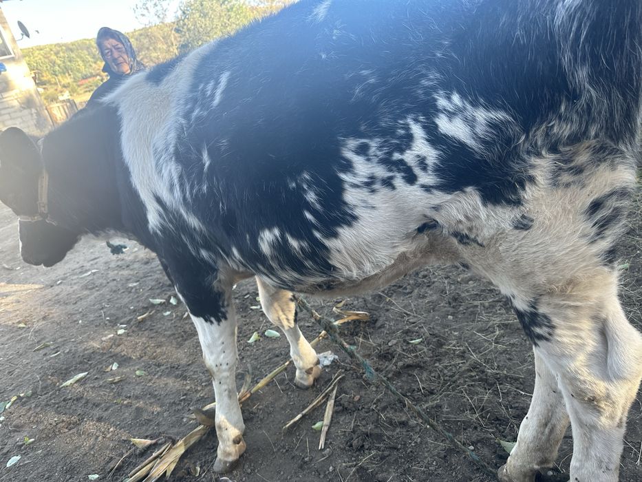 Se vinde pret 4300 lei negociabil