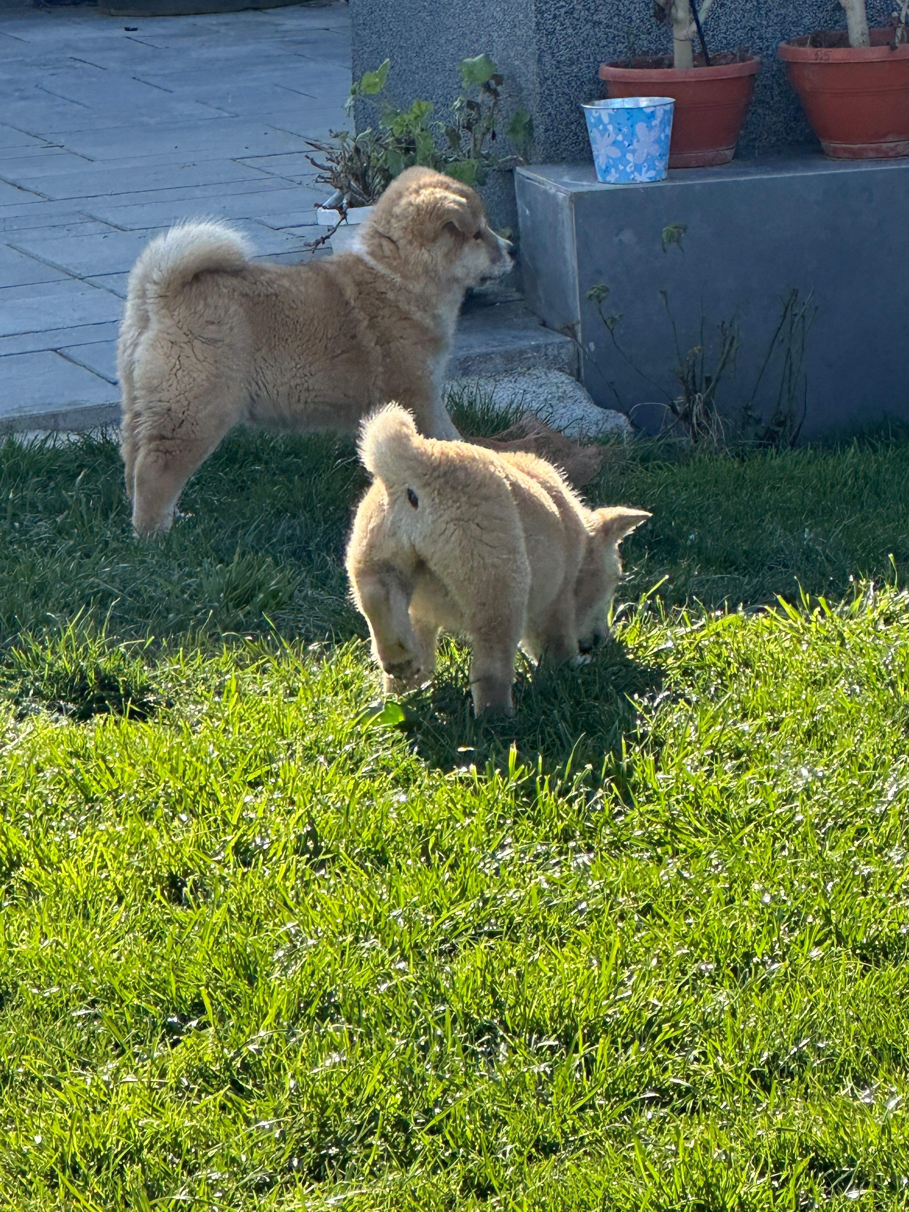 Akita Inu japonez