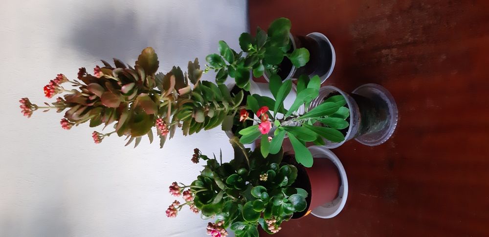 Каланхое различни цветове ,големина и други цветя