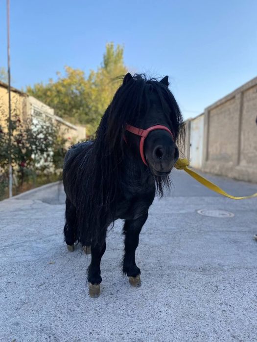 Продаю пони 8 лет